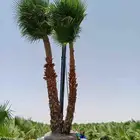 نخل عربي وشنطني لبيع