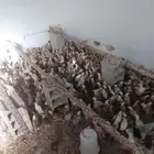 صوص بلدي فواخر 25 يوم محصن اخذ جميع المكملات الغذائية ماشاء