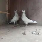 حمام باكستاني