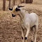 تيس بيشي أكحل مشروع فحل صنف الصنف العمر جذع حول10 شهور