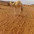 بكره لبانيه للبيع