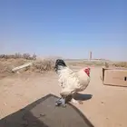 دجاج براهما