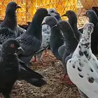 حمام بلدي نضيف 100 زوج تفريد من 15 جمله 10 ريال