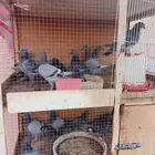 حمام عايدي مشكل