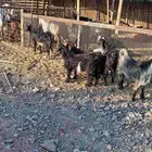 سلام عليكم ورحمة الله وبركاته