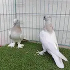 فرايد تركي بارلس دبل كرست