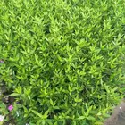 شتلات زراعة موسمية