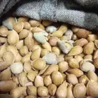لوز ميسان (جبلي _ بلدي ) البجلي