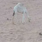 قعود حليب