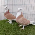 زوج طواقي اصفر دبل كرست