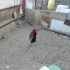 دجاج ديوك عربي وبرهما