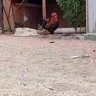 دجاج بلدي
