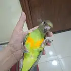 بيع فرخ سنقالي يو يو