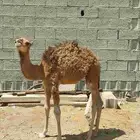 قعود لباني. تم البيع