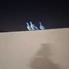 طيور مخاليف بواقي ريشه وريشتين