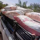 تمر علف ناشف