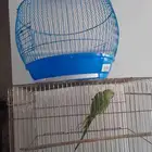 ببغاء دره