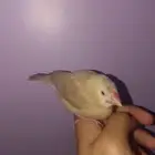 فروخ جاوا اليفين هدد