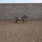 مهرة سعر رخيص جدا مقارنة بالسوق