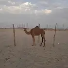 عرض وبيع مراح سواحل العدد 7 متن