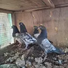 حمام باكستاني رامبوري