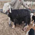 نجدية تحتها توم رخال