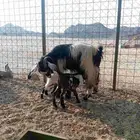 عنزه تحته تيوس شطور سلم ورام ماشاء الله تبارك الله