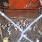 دجاج فيومي المنيوم