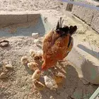 دجاج دجاجه تركيه