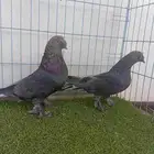 زوج تركي وردي