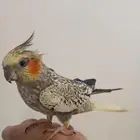 كروان للبيع