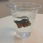 توزيعات سمك الفايتر