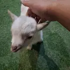 ماعز قزم