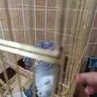 كاسكو للبيع