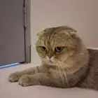 ذكر سكوتش فولد