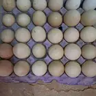 بيض بط بلدي مخصب