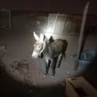 حمر ذكر للبيع