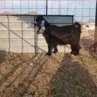 اللبيع تيس صنف سن ثني