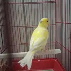 ذكر كناري وتر سلاجر دم صافي شرط