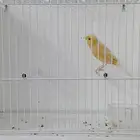 انثى كناري جاهزه ( تم البيع )