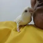 طير روز البينو