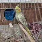 أنثى كروان فراشه