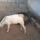 للبيع تيس بلدي لباني