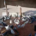 السلام عليكم ورحمة الله وبركاته حمام زاجل وفرنسي عدد تقريبا
