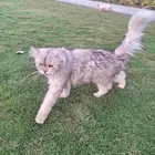 قطط بيت لفاعلين الخير