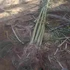نخل البيع بجميع انواعه مكه جده اطايف