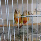 جوز كنيور أناناس للبيع