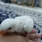 روز البنو للبيع