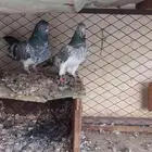 حمام هندي للبيع