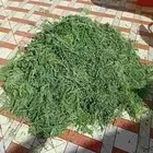 مورنقاء طبيعيه عضويه